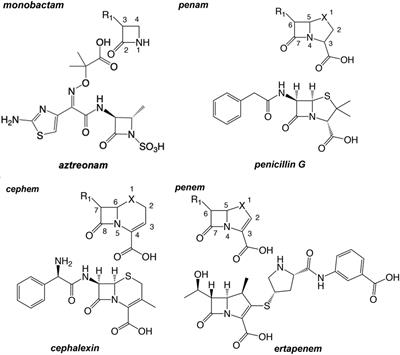 beta lactam antibiotics examples